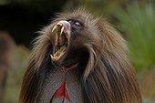 Male Gelada yawning and showing canines Simien Mountains