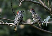 Female (left) and male Nubian Woodpecker near Awassa