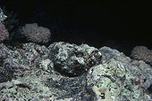 False Stonefish camouflaged on coral reef bed Red Sea