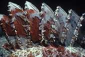 Poisonous dorsal spines of Tassled Scorpionfish Red Sea