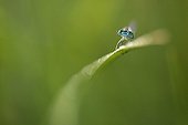 Agrion maiden raising forepaws France