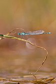 Azure Damselfly on the shores of Lake Salagou France