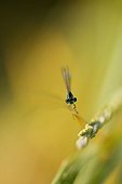 Portrait of a Azure damselfly at spring France
