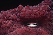 Eye of a Giant Pacific Octopus Pacific Ocean