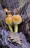 Sulphur Tuft Monte Traessu Giave Sardinia