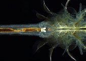 Organe sexuel de Chirocephale mâle sur fond noir ; Le chirocephale est un crustacé branchiopode qui vit dans des mares temporaires. Cette espèce bien qu'assez rare est l'un des branchiopode les plus fréquent.