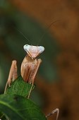 Portrait of Giant Asian Mantis ; Exposure Terrestrial Arthropods animations initiation al environment Vivarium Mill Lautenbach-Zell 