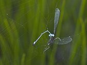 Remains of a Azure damselfly devoured by a spider