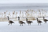 Canada geese on a frozen lake Lac Saint-Pierre Quebec 