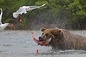 Grizzly catching a Sockeye salmon in Katmai NP Alaska ; The glaucous-winged gulls are taking advantage of the capture