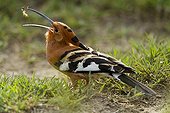 African Hoopoe eating Masai Mara Kenya