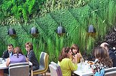 Plant wall in the restaurant  Stay in Beirut Lebanon  ; French chef Yannick Alleno opened in October 2011 the Sweet tea (tea) and STAY, restaurant / bar with some of the exterior walls are covered with plants. Designed by French architect Alain Moatti, they were made by the Lebanese society. Green Studios. 