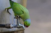 Rose-ringed parakeet sitting on water-tag for drinking India