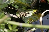 Frog on a water lily leaf in a garden pound