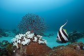 Bleached Corals Cenderawasih Bay West Papua Indonesia