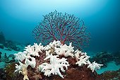 Bleached Corals Cenderawasih Bay West Papua Indonesia