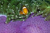 Clown Anemonefish in Magnificent Sea Anemone Indonesia