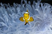 Juvenile Clown Anemonefish in bleached Sea Anemone