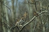 Spruce Grouse (Falcipennis canadensis), Elk Island national park, Canada, Alberta
