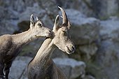 Female Alpine Ibex and young Swiss Alps