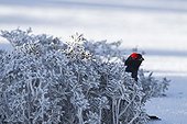 Male black grouse in snowy lek mating area Swiss Alps 