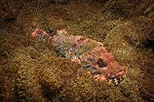 Tassled Scorpionfish (Scorpaenopsis oxycephala) in Amed, Bali, Indonesia, Southeast Asia