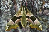 Lime Hawk moth on lime bark Alsace France