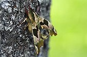 Lime Hawk moth on lime bark Alsace France
