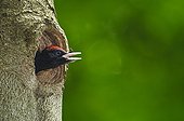 Young Black Woodpecker calling his parents in Bavaria
