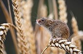 Harvest mouse sitting on an ear of corn in Alsace France