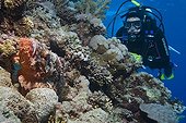 Tassled scorpionfish (Scorpaenopsis oxycephala), Red Sea, Egypt, Africa