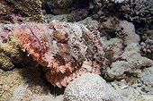 Tassled scorpionfish (Scorpaenopsis oxycephala), Red Sea, Egypt, Africa
