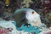 Dragon Wrasse (Novaculichthys taeniourus) burrowing a cave, Indonesia, Asia