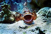 Tassled Scorpionfish, Scorpaenopsis oxycephala, Red Sea, Egypt