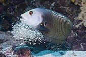 Dragon Wrasse (Novaculichthys taeniourus) burrowing a cave, Indonesia, Asia