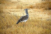 Kori Bustard (Ardeotis kori) in dry grassland Ngorongoro Crater Tanzania