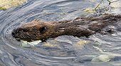 Swimming Canadian or North American Beaver (Castor canadensis), Alaska, USA