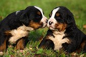 Bernese Mountain Dog puppies sitting in grass ; Age: 3 weeks 