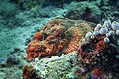 Tassled Scorpionfish (Scorpaenopsis oxycephala) at the Vakarufalhi-Ari atoll, the Maldives, Indian Ocean