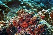 Tassled Scorpionfish (Scorpaenopsis oxycephala) at the Vakarufalhi-Ari atoll, the Maldives, Indian Ocean