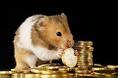 Golden hamster with euros