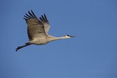 Sandhill crane in flight Bosque del Apache Nex Mexico USA