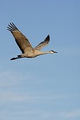 Sandhill crane in flight Bosque del Apache Nex Mexico USA