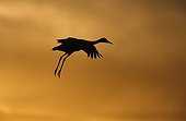 Sandhill crane in flight Bosque del Apache Nex Mexico USA