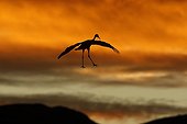 Sandhill crane in flight Bosque del Apache Nex Mexico USA
