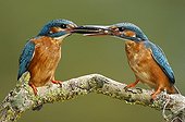 Kingfisher (Alcedo atthis) delivery of prey , left male , right female