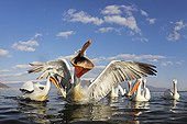 Flock of Dalmatian Pelicans feeding in winter Greece
