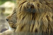 Atlas or Barbary Lion Panthera leo leo male in captivity