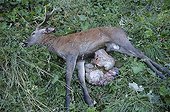 Corpse of male red deer poached in autumn Switzerland  ; Corpse with open belly 