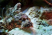 Tassled Scorpionfish, Scorpaenopsis oxycephala, Red Sea, Egypt